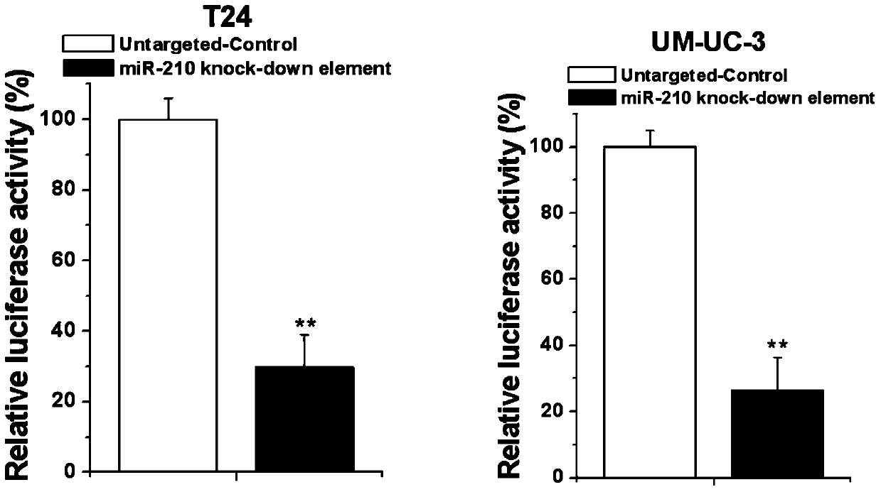 Human miR-210 biological knock-down element, construction method and application thereof