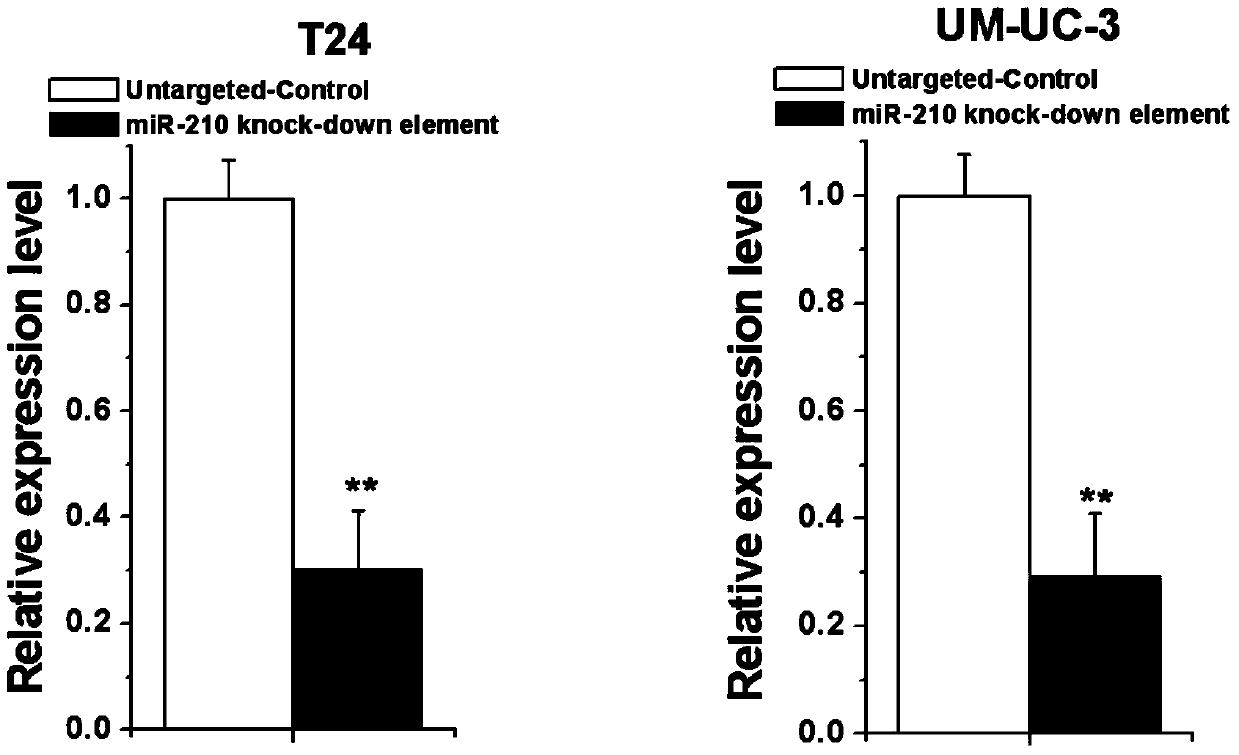 Human miR-210 biological knock-down element, construction method and application thereof