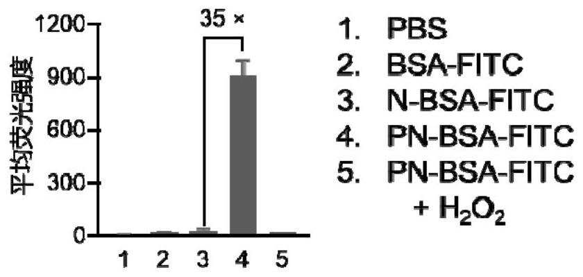 Carrier-free protein intracellular delivery prodrug as well as preparation method and application thereof