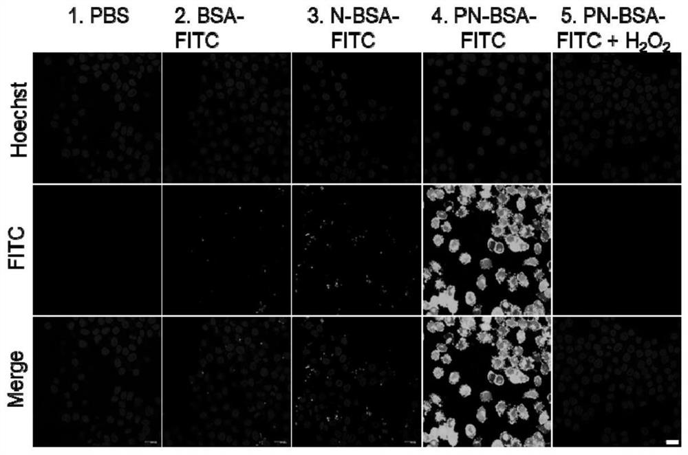 Carrier-free protein intracellular delivery prodrug as well as preparation method and application thereof