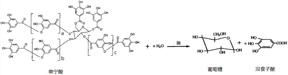 Immobilized tannase as well as preparation method and application thereof