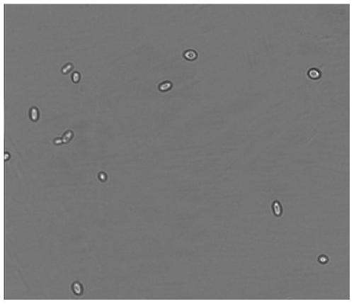 A low-yield isoamyl alcohol, high-yield β-phenylethanol yeast and its isolation and culture method and application