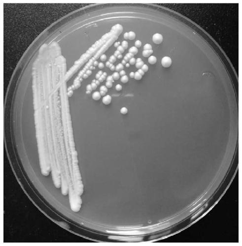 A low-yield isoamyl alcohol, high-yield β-phenylethanol yeast and its isolation and culture method and application