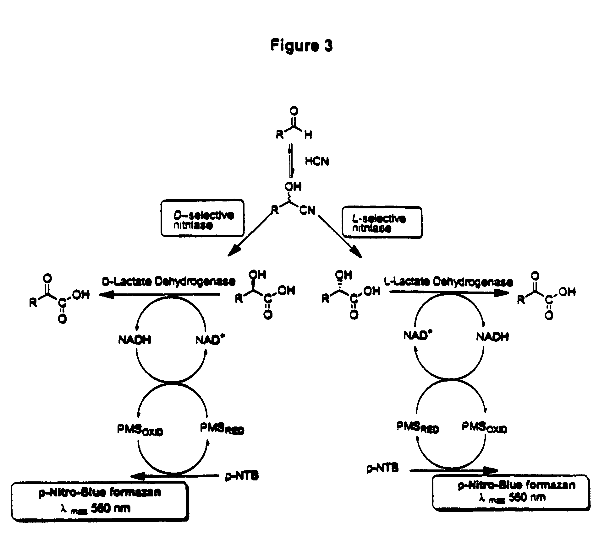 Nitrilases, nucleic acids encoding them and methods for making and using them