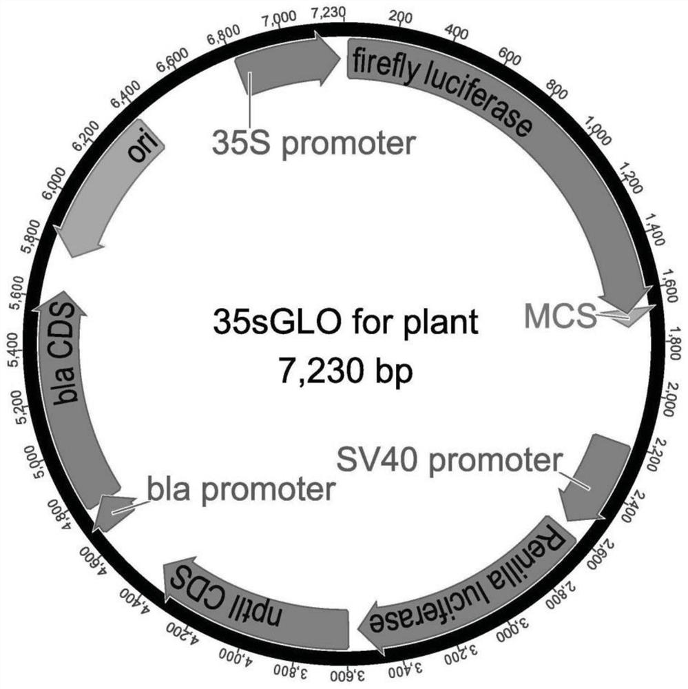 A Tamarix salt stress-responsive gene tcsbp1 and its miRNA resistance target rtcsbp1 and its application