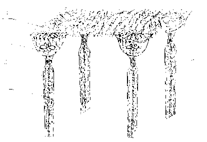 Combined culture method for vine plants