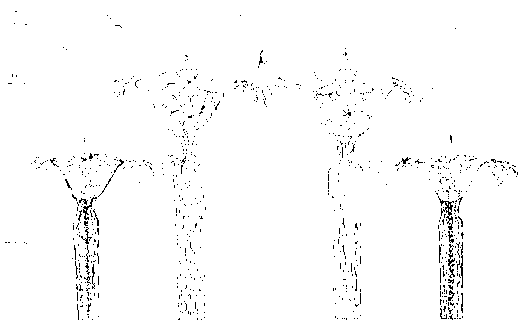 Combined culture method for vine plants