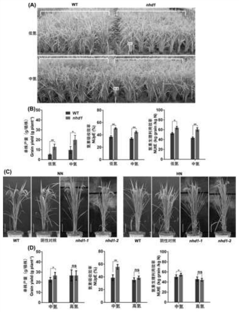 Application of photoperiod gene OsNhd1