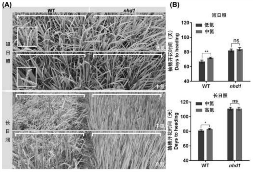 Application of photoperiod gene OsNhd1