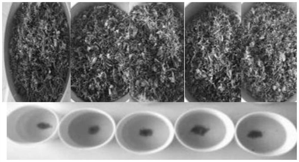 Acer truncatum tea and preparation method thereof, and acer truncatum tea