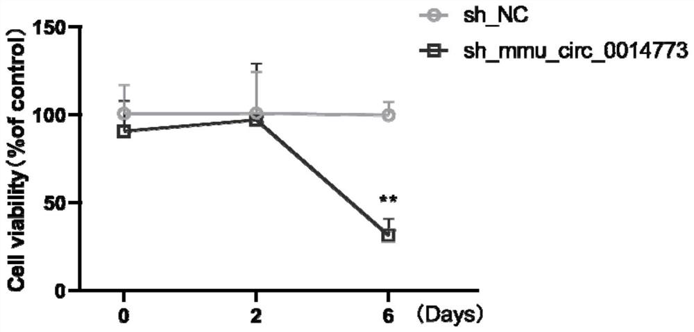 Application of circular RNA to regulation and control of pancreatic islet beta cell proliferation