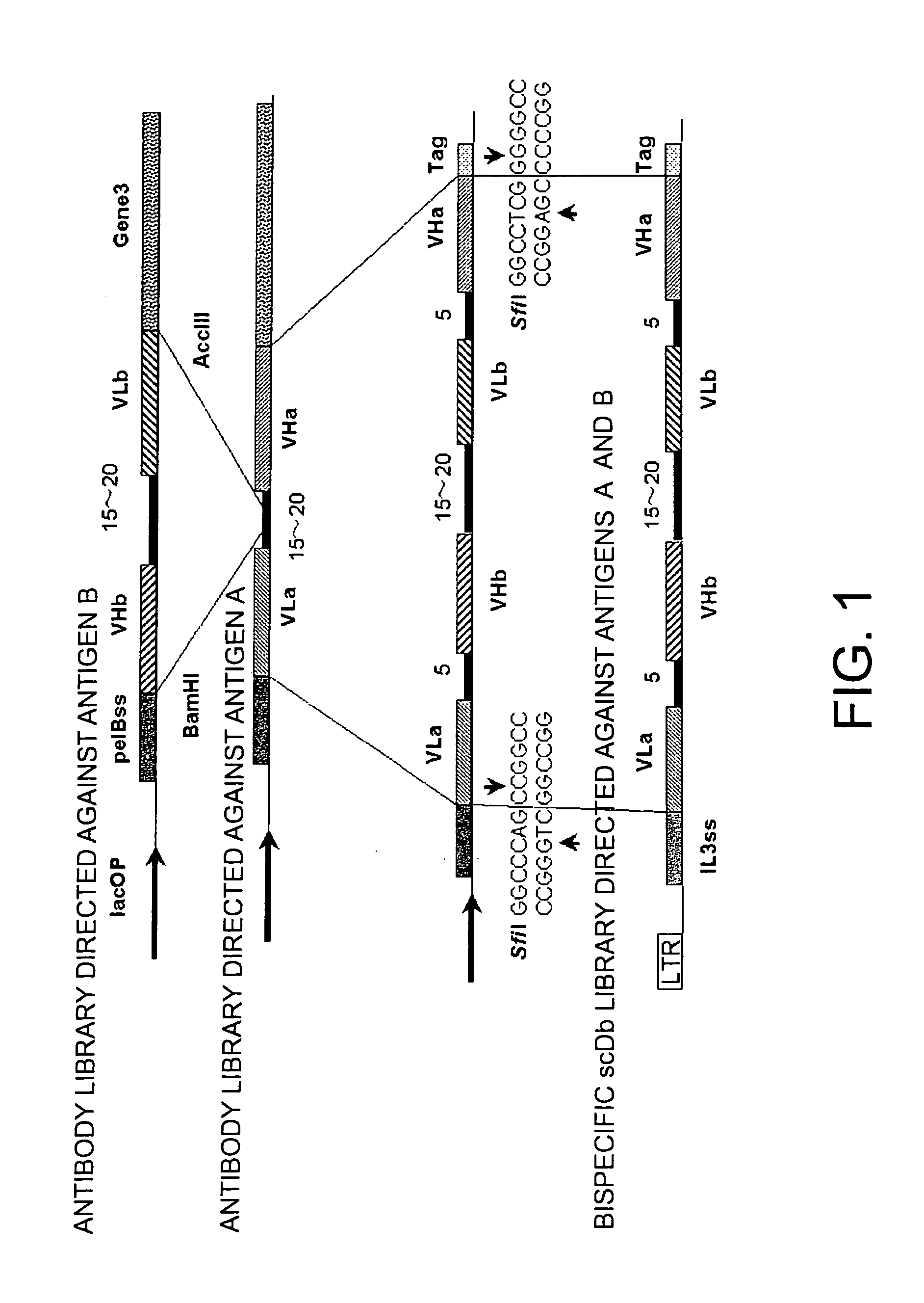 Methods for constructing scDb libraries