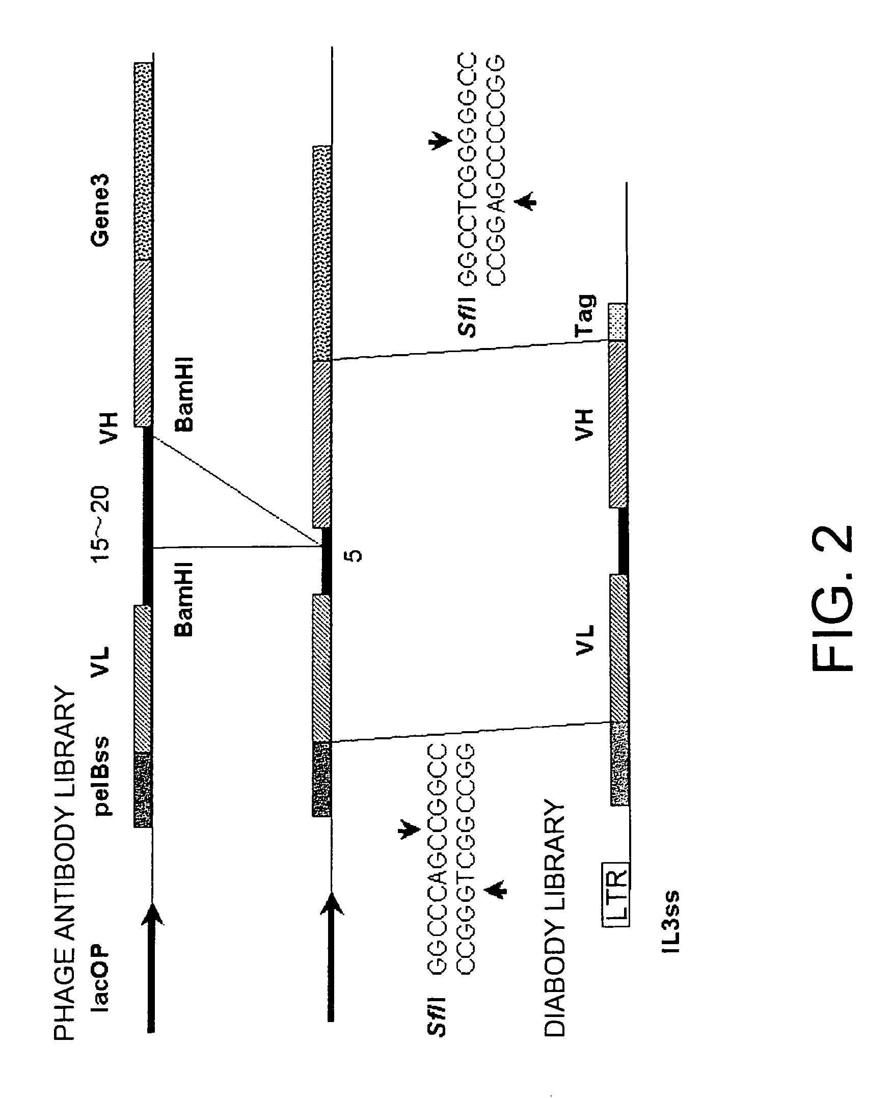 Methods for constructing scDb libraries