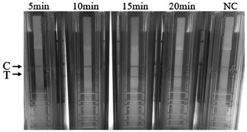 RPA method for detecting 21 type human adenovirus, special primer, probe and application thereof