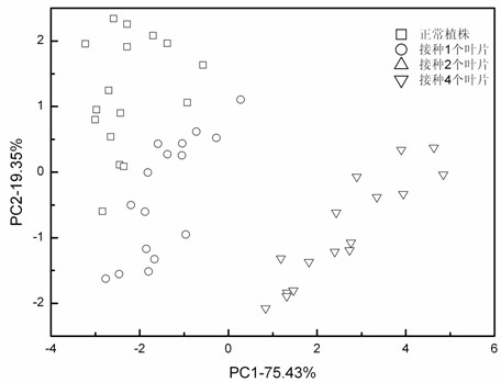 A method for rapidly diagnosing crop diseases by using volatiles