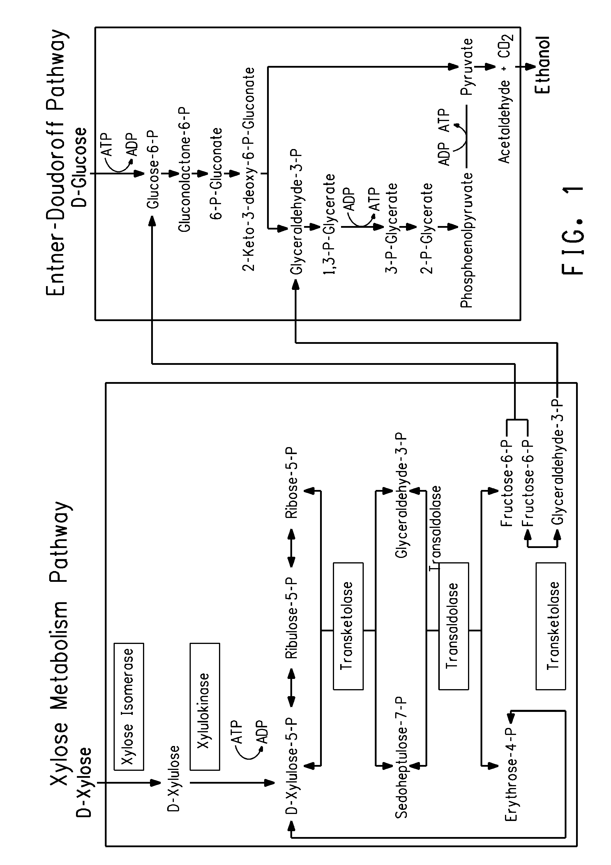 Zymomonas with improved ethanol production in medium containing concentrated sugars and acetate