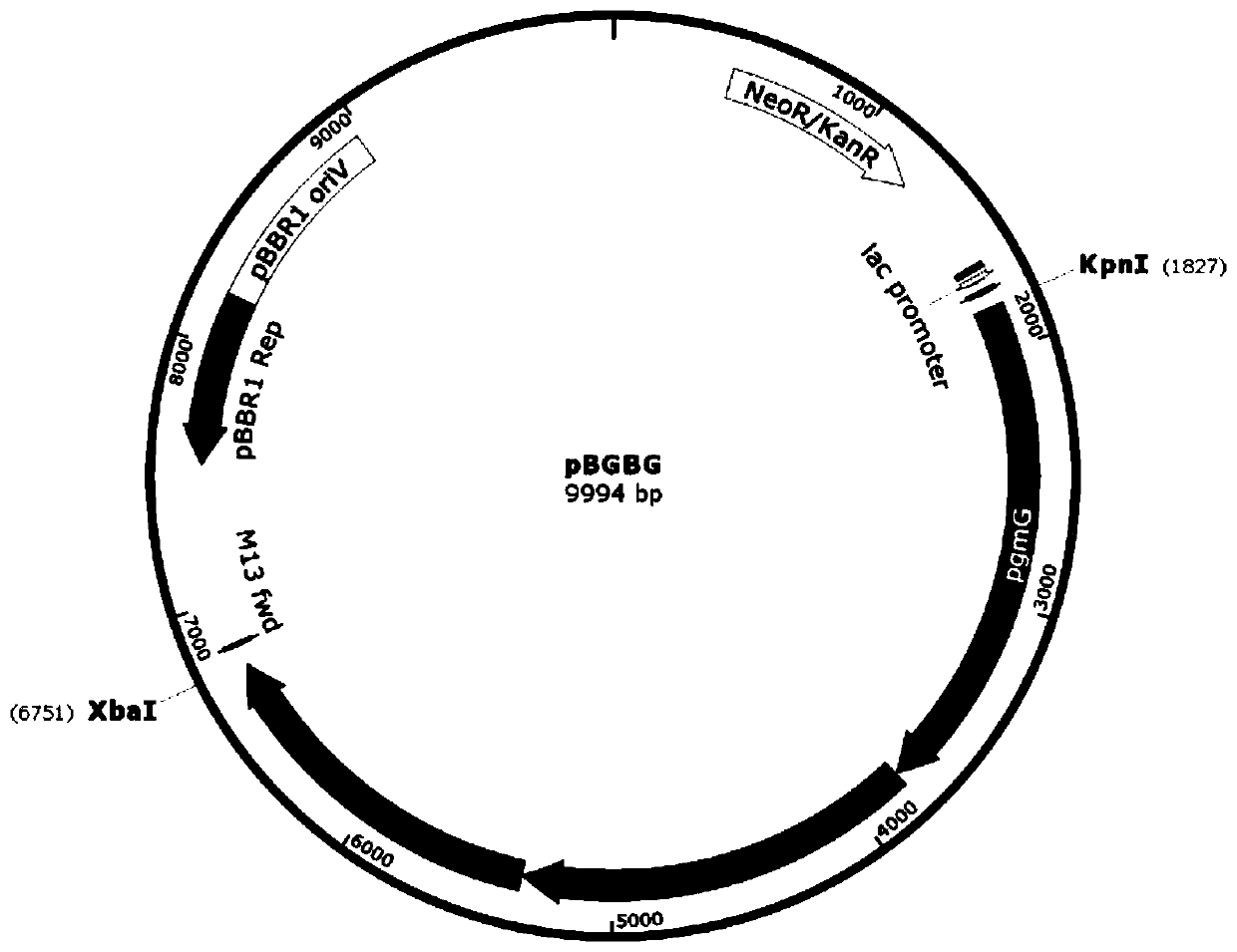 Sphingomonas engineering bacterium as well as construction method and application thereof