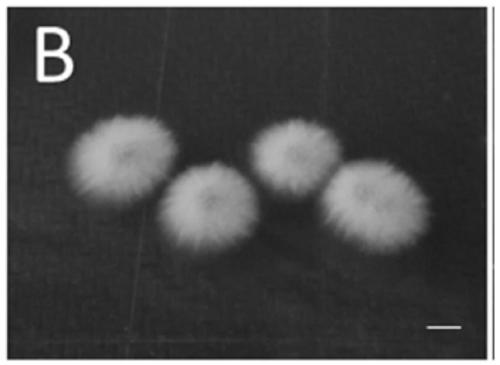 Polysaccharide producing endogenous xylaria UT-X strain and application thereof