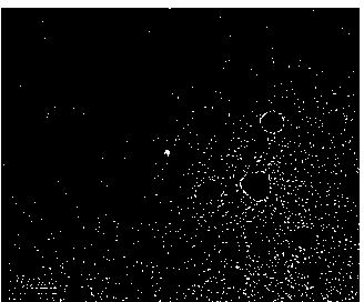 Cationized mulberry polysaccharide nanoparticle gene vectors and manufacturing method thereof