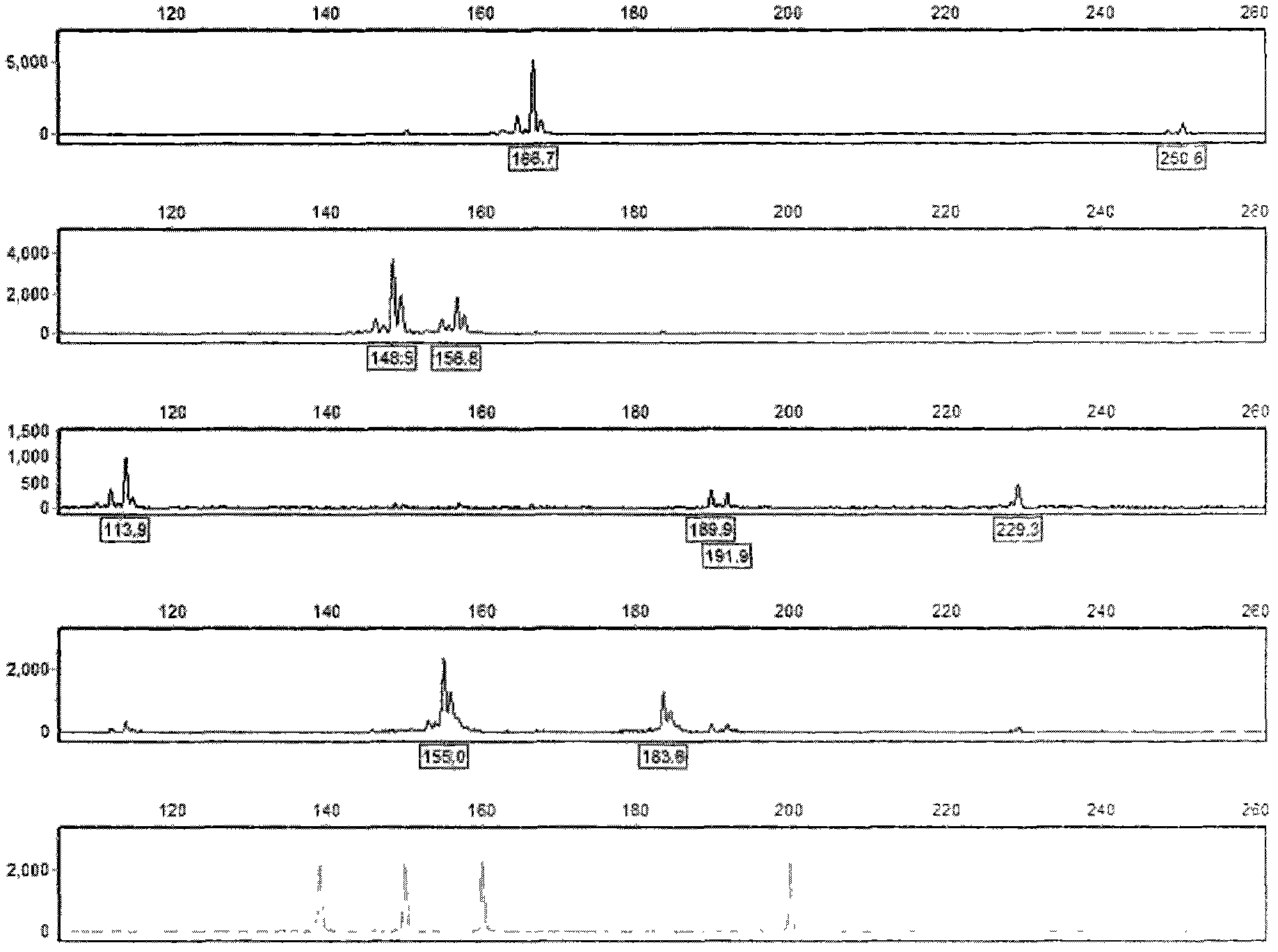 Method for carrying out genetic analysis and paternity test of diversifolious poplar colony by 8-plex PCR (polymerase chain reaction)