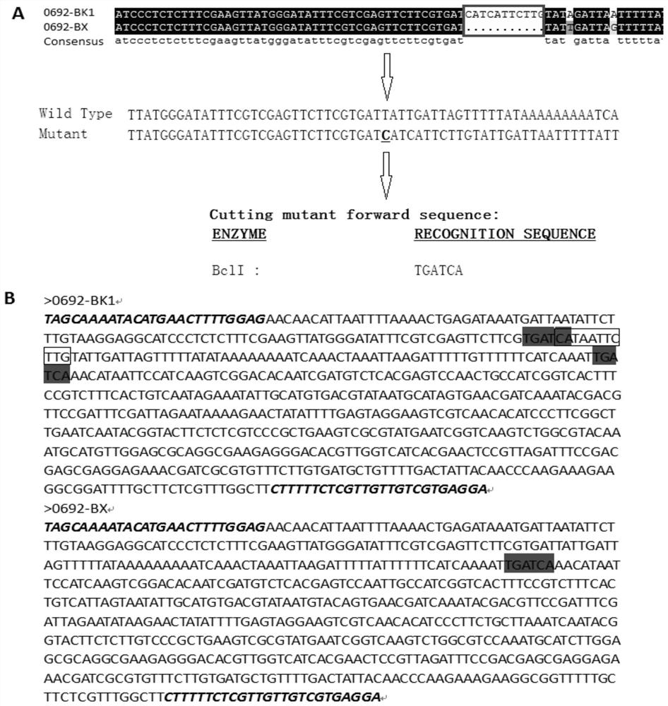 A caps marker method for distinguishing banana fusarium wilt resistant varieties