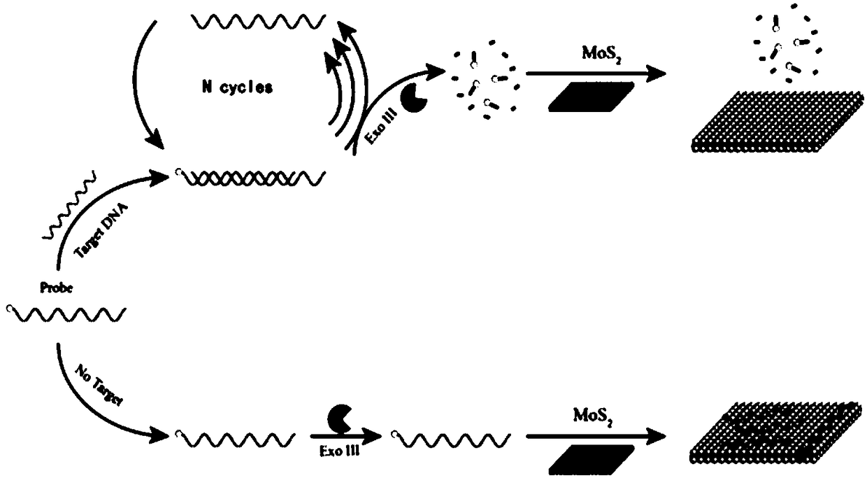 Detection system of nucleic acid and detection method and application thereof