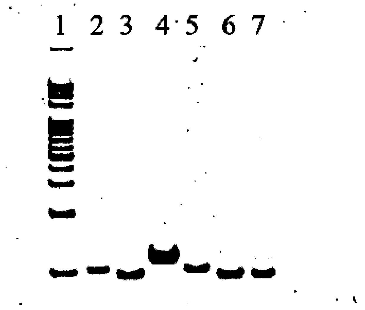 Detection system of nucleic acid and detection method and application thereof