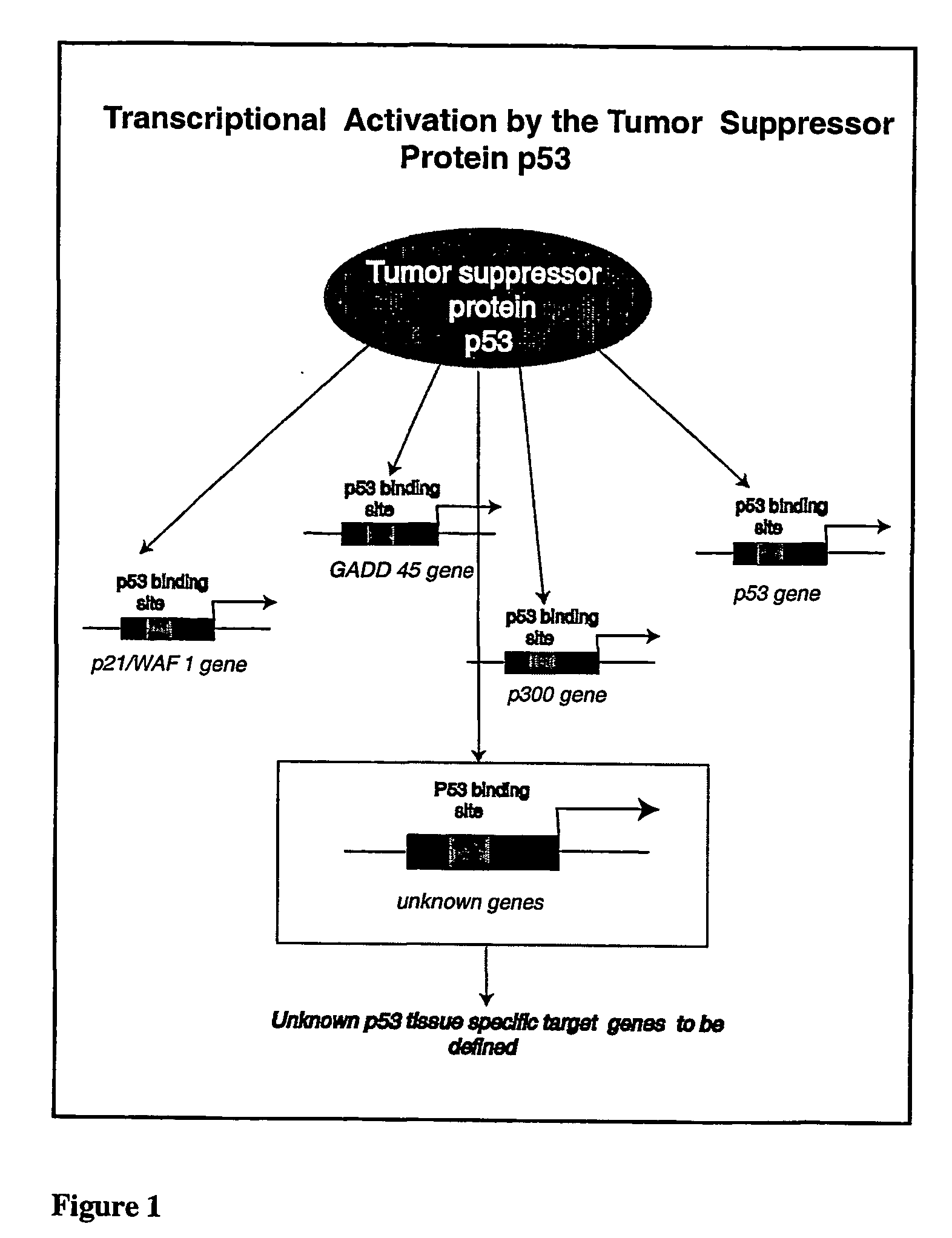 Micro-arrayed organization of transcription factor target genes