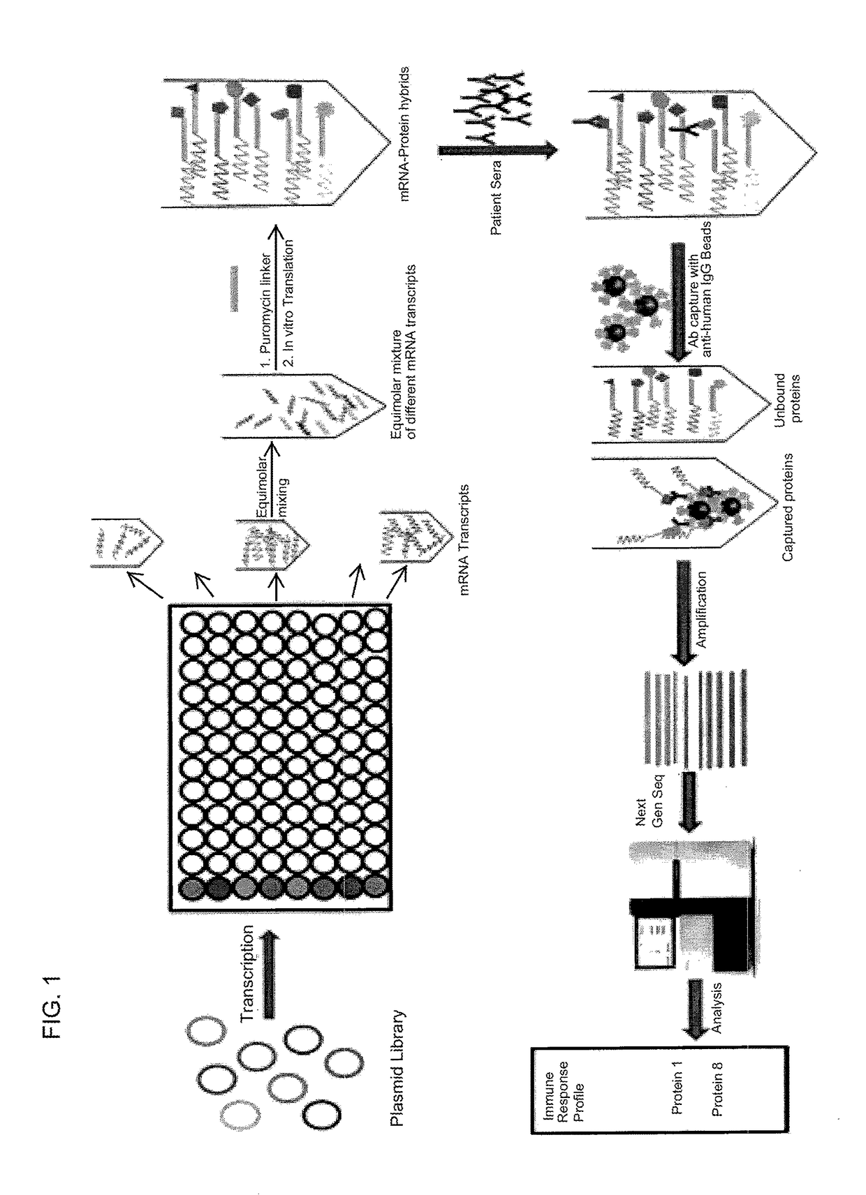 Nucleic acid-tagged compositions and methods for multiplexed protein-protein interaction profiling