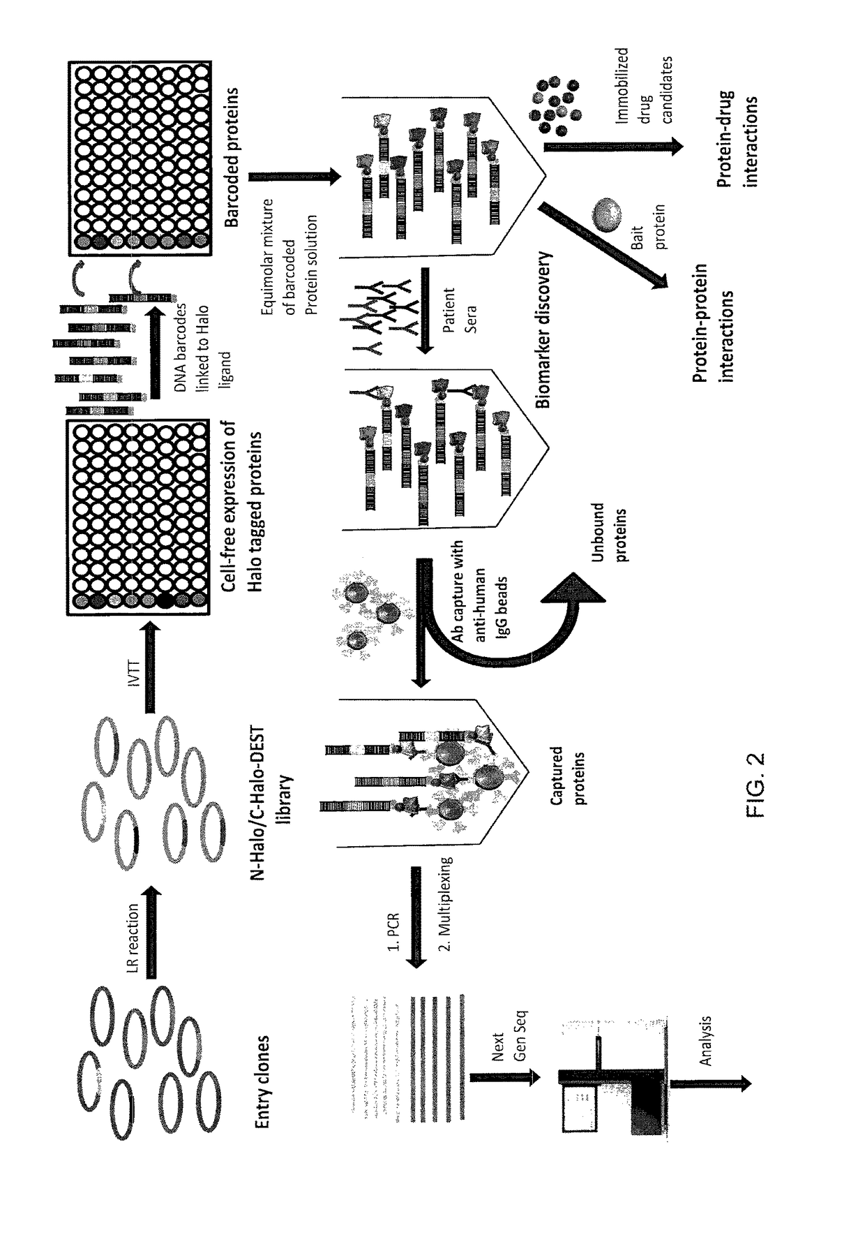 Nucleic acid-tagged compositions and methods for multiplexed protein-protein interaction profiling