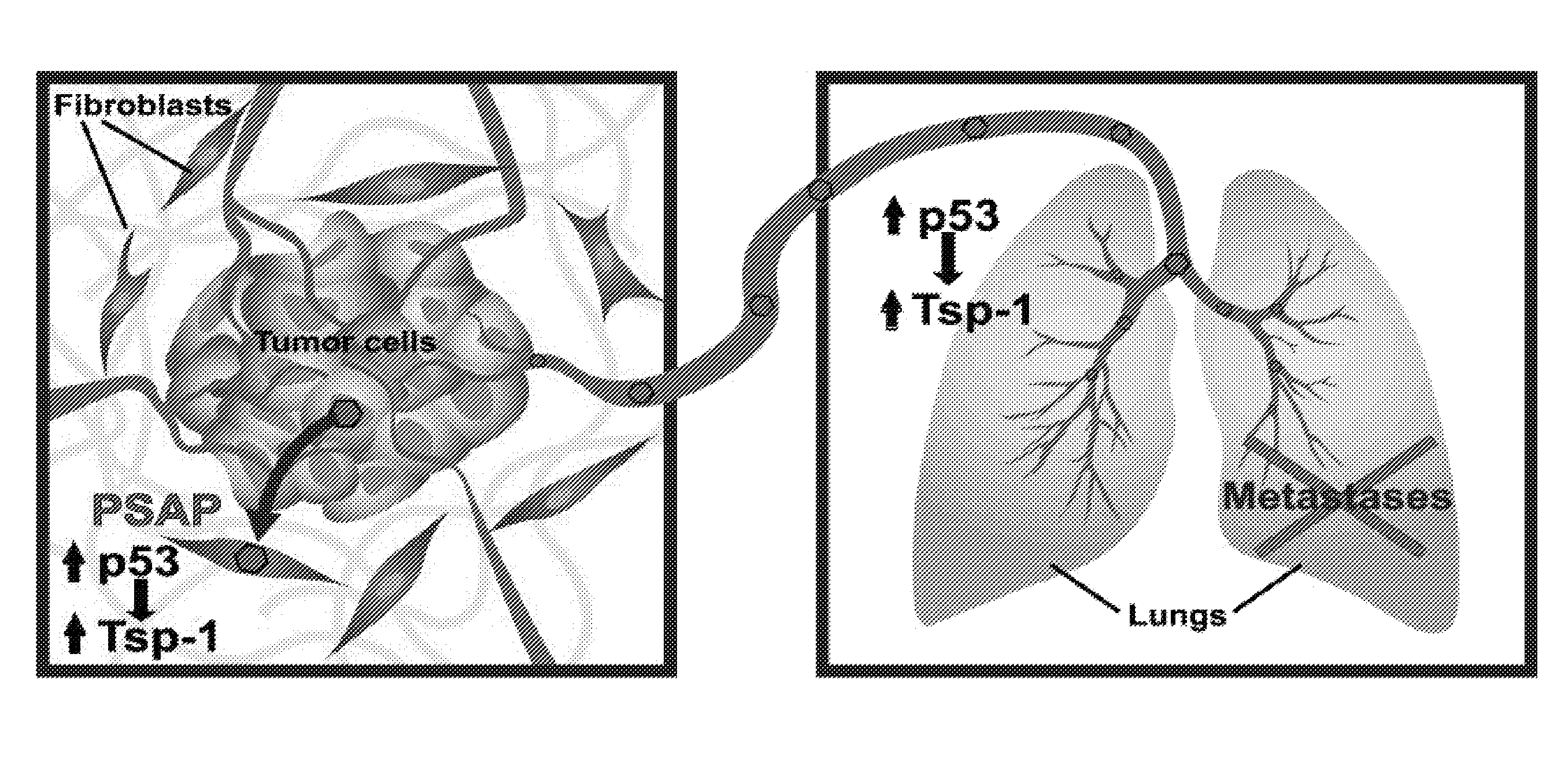 Methods and uses thereof of prosaposin