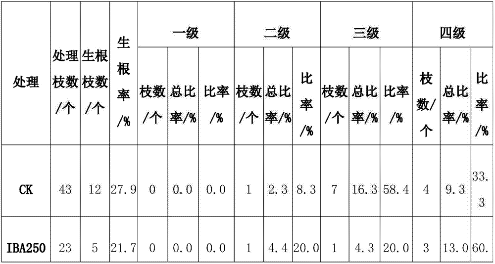 Air layering propagation method for Camellia nitidissima