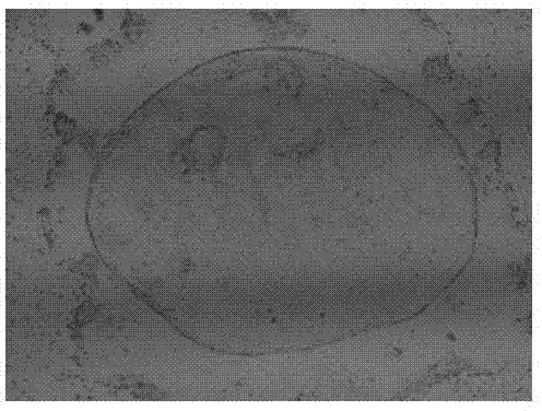 Cattle trophoderm stem cell system establishment method