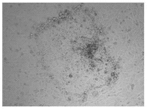 Cattle trophoderm stem cell system establishment method