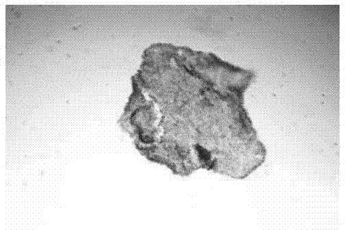 Cattle trophoderm stem cell system establishment method