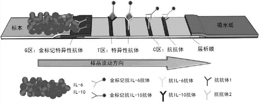 IL-6 and IL-10 bigeminy colloidal gold immunochromatography kit for rapid diagnosis on sepsis