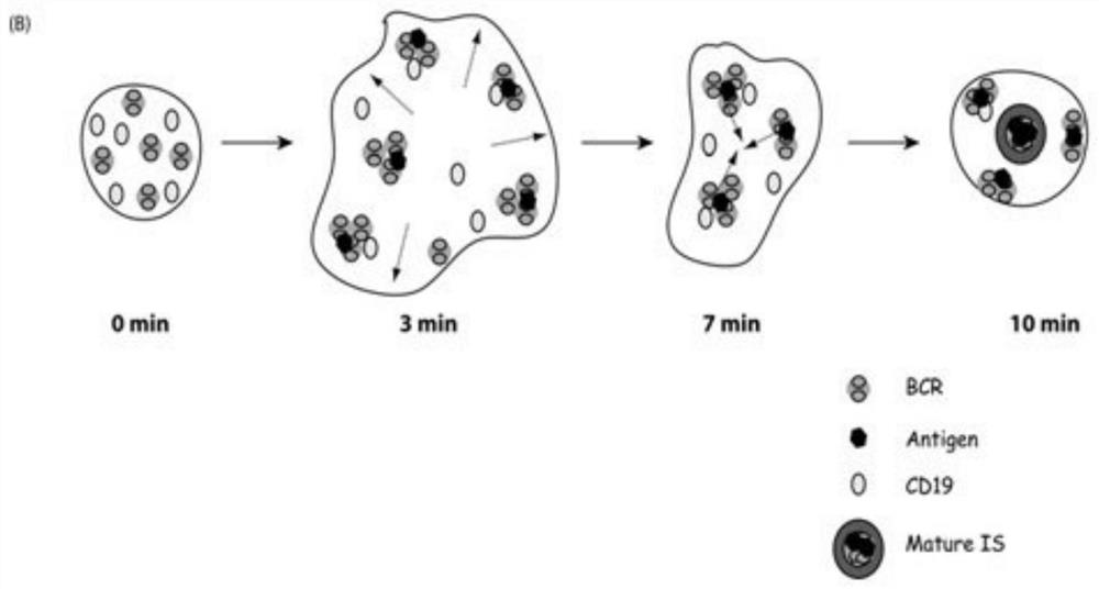 Recombinant antigen protein with function of easily activating B cells and preparation method thereof