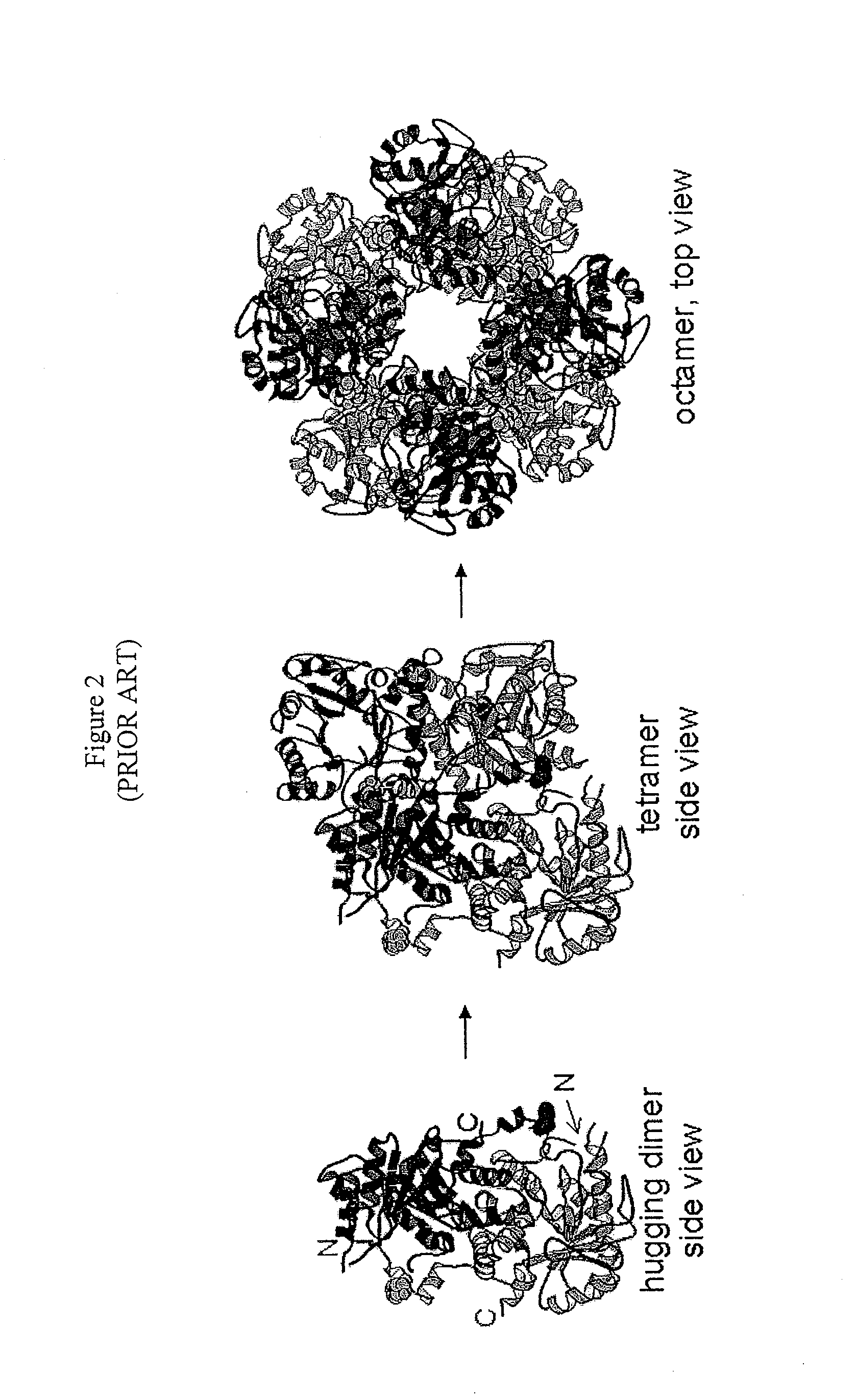 Alternate morpheeins of allosteric proteins as a target for the development of bioactive molecules