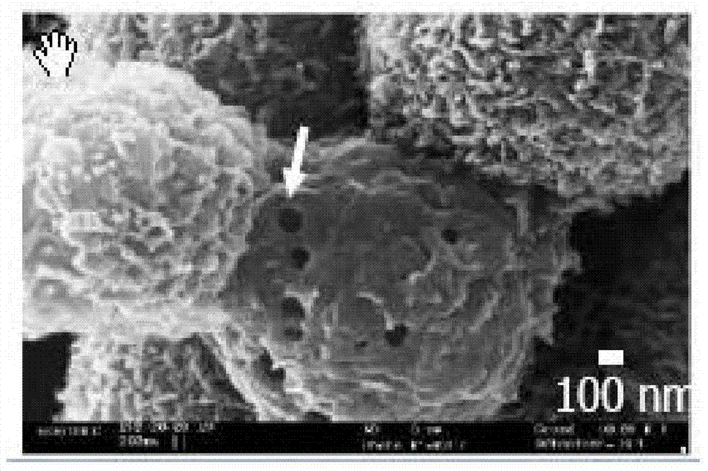 Method for changing ultrastructure of cell by using focused ultrasound