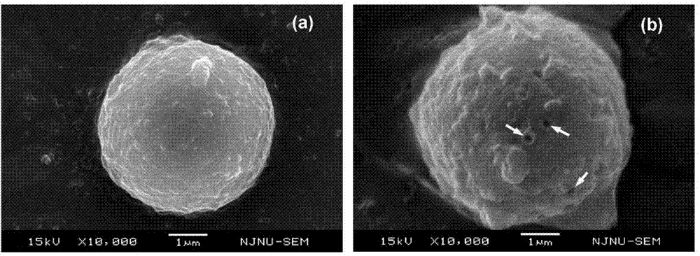 Method for changing ultrastructure of cell by using focused ultrasound