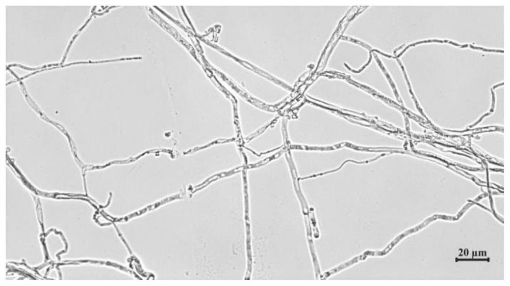 Crocus sativus endophytic fungus and application thereof in control of corm rot