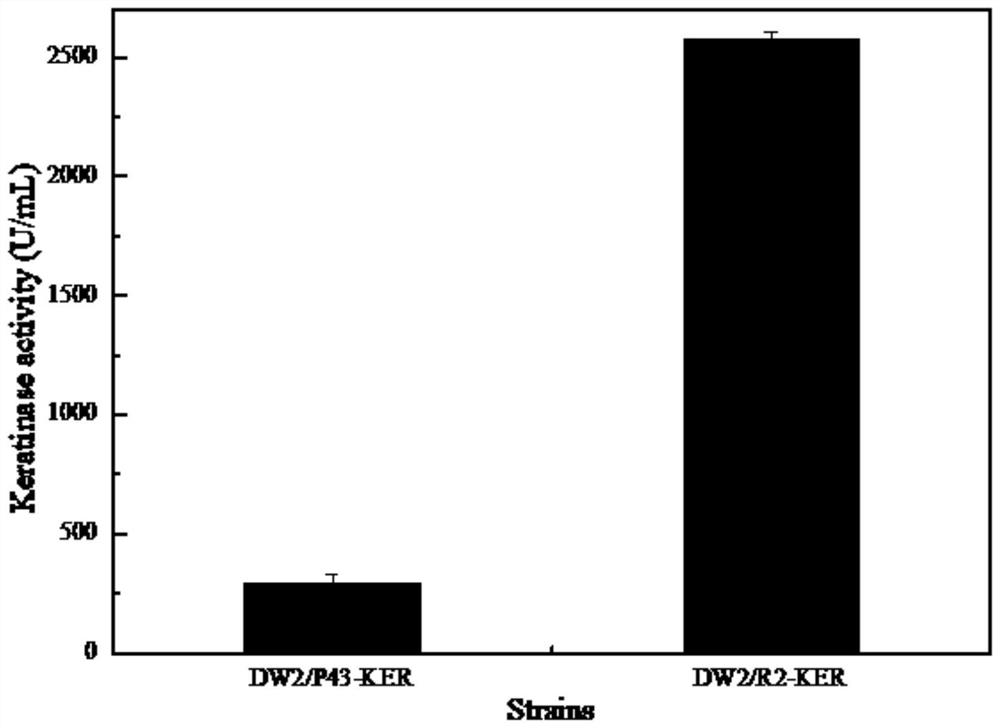 Promoter suitable for bacillus licheniformis and application of promoter in high-efficiency expression of target product