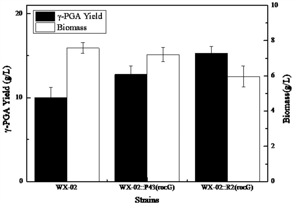 Promoter suitable for bacillus licheniformis and application of promoter in high-efficiency expression of target product