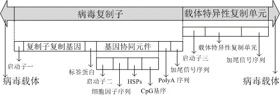 Virus provided with gene cooperation element and applications of virus