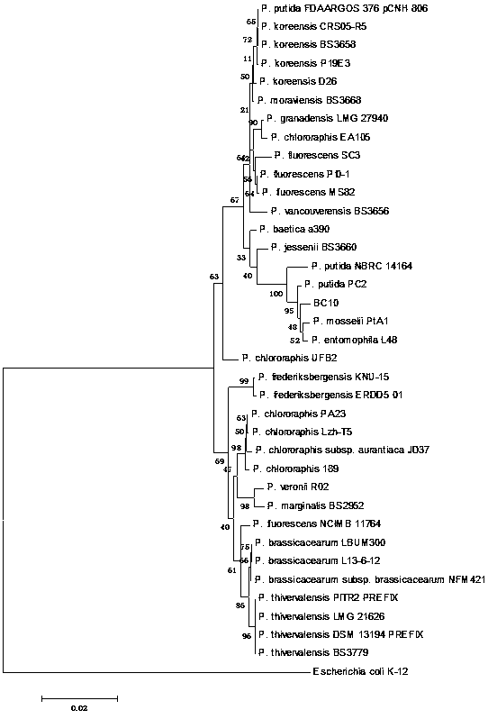 A strain of Pseudomonas putida bc10 and its application in the control of bacterial soft rot in crops