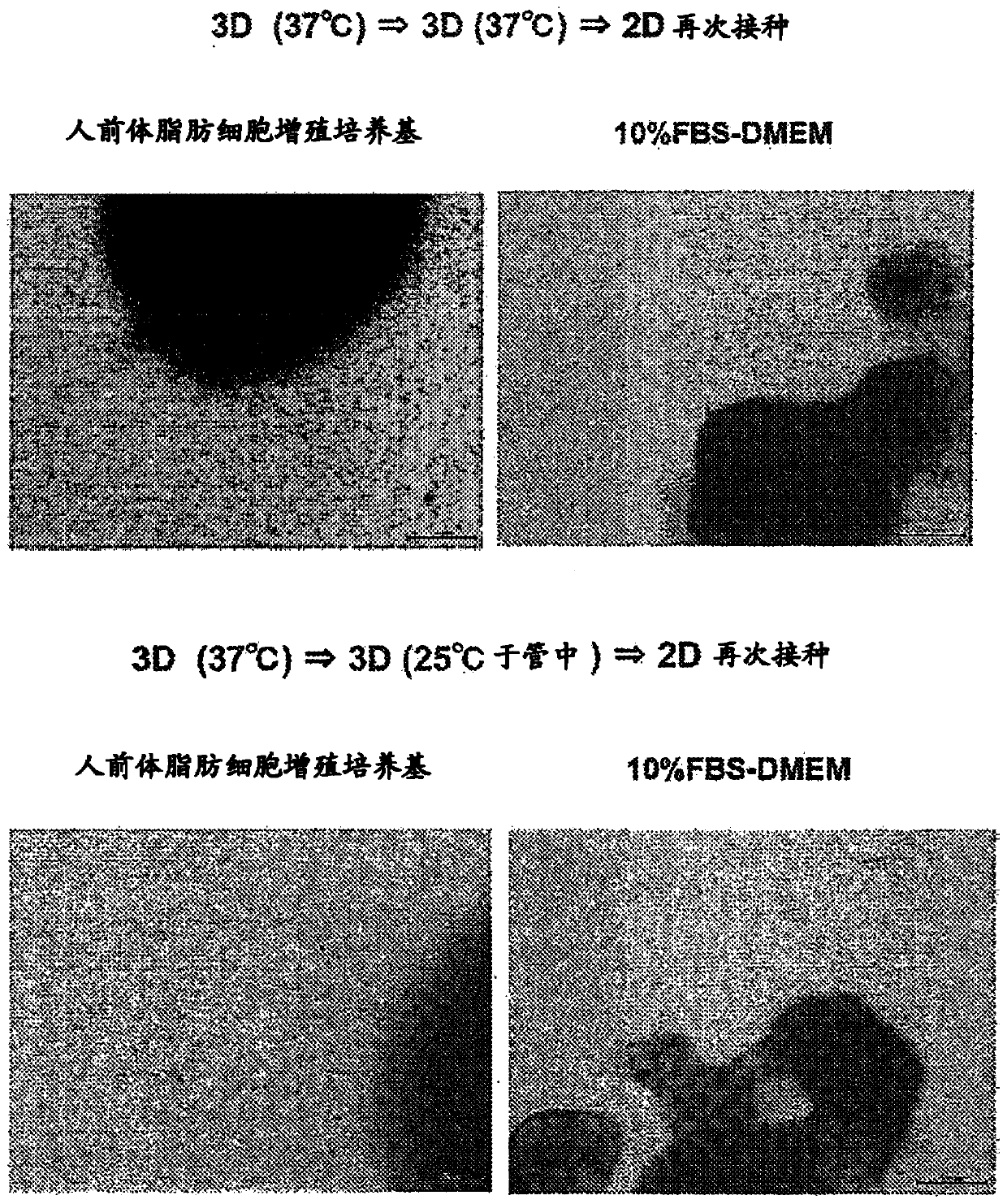 Cell culturing using nanofibers