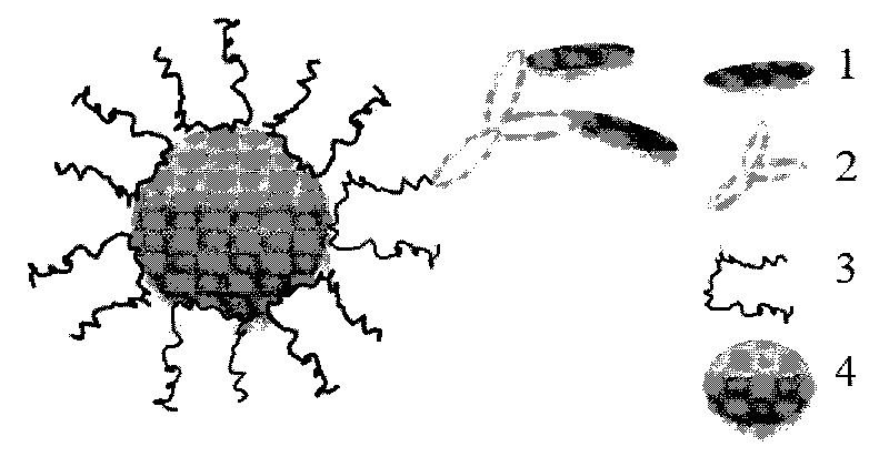 Nanoparticle probes for detecting ribosome inactivating protein, manufacturing method thereof and use thereof