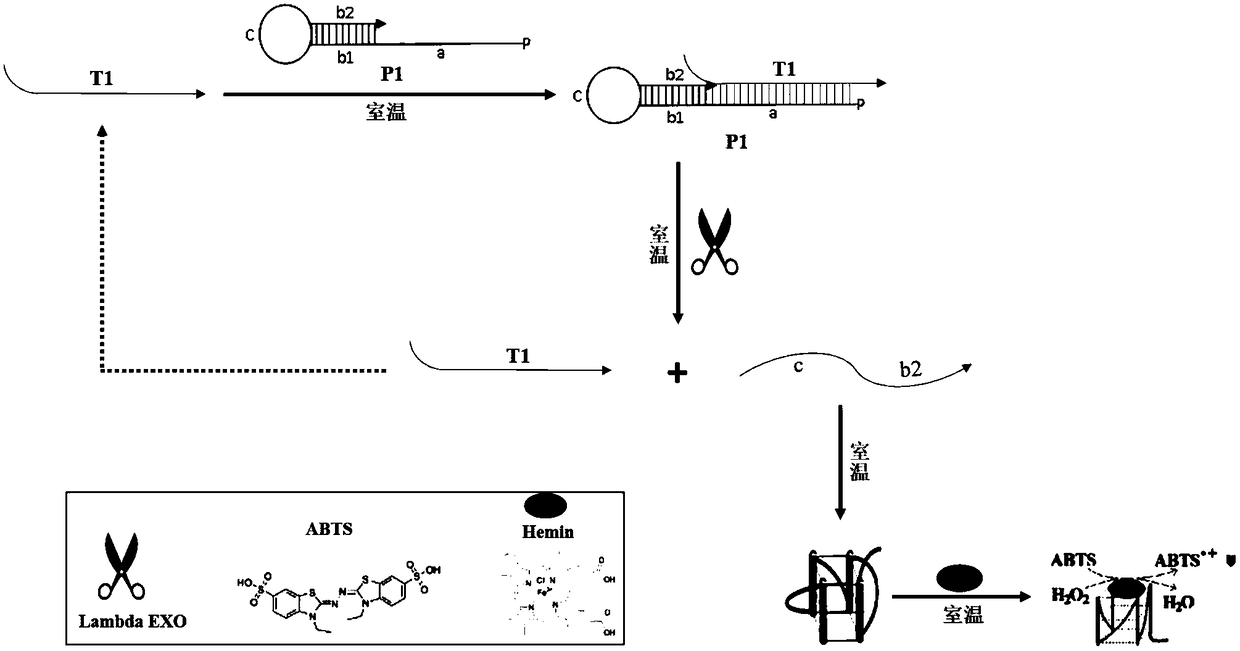 an oligonucleotide probe