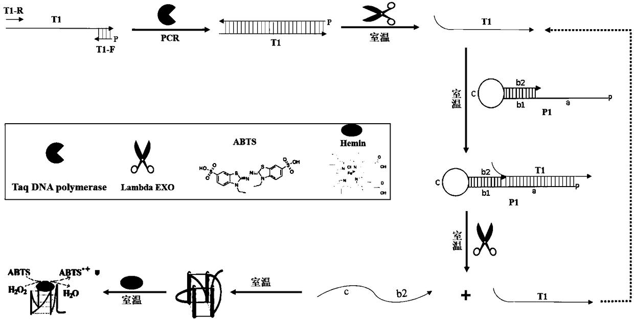 an oligonucleotide probe