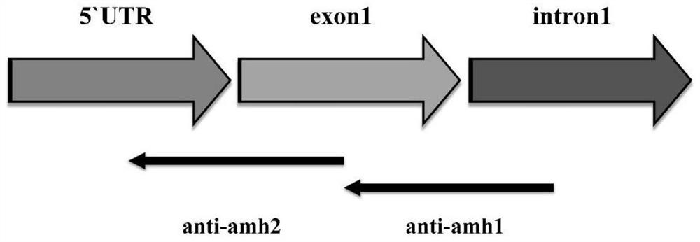 Set of antisense RNA for inhibiting AMH gene expression and method for promoting gonad degeneration of male tilapia mossambica and increasing weight gain